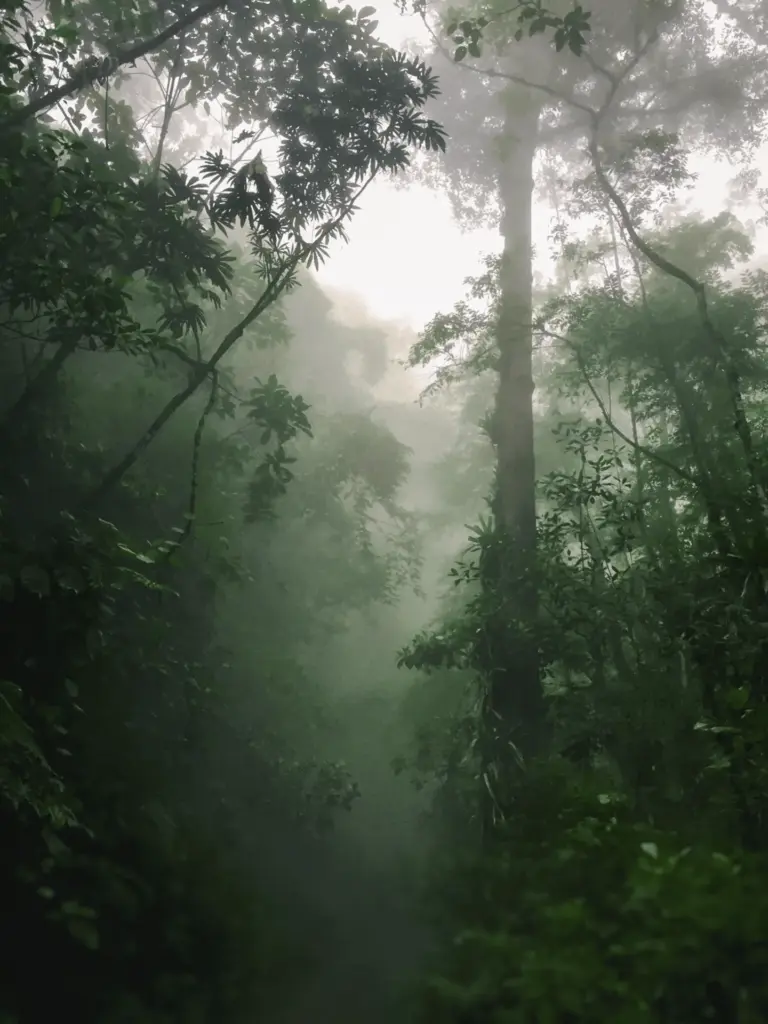 Dense Colombian jungle shrouded in fog